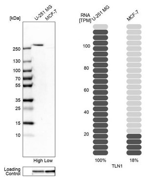 Anti-TLN1 antibody produced in rabbit Prestige Antibodies&#174; Powered by Atlas Antibodies, affinity isolated antibody, buffered aqueous glycerol solution