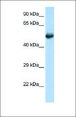 Anti-FLI1 antibody produced in rabbit affinity isolated antibody