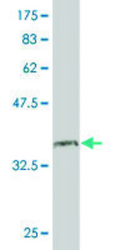 Monoclonal Anti-PNN antibody produced in mouse clone 2B4, purified immunoglobulin, buffered aqueous solution