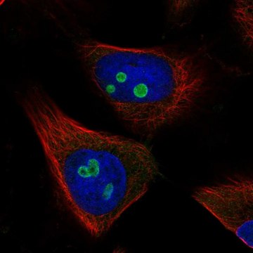 Anti-RETSAT antibody produced in rabbit Prestige Antibodies&#174; Powered by Atlas Antibodies, affinity isolated antibody