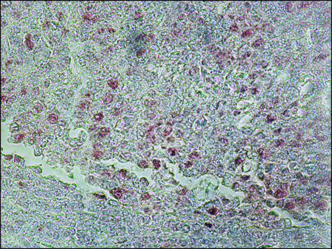 Anti-Proliferating Cell Nuclear Antigen antibody, Mouse monoclonal clone PC 10, purified from hybridoma cell culture