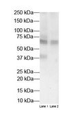 Anti-HSD11B1 antibody produced in rabbit affinity isolated antibody