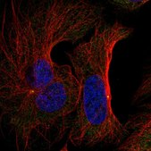 Anti-FNTB antibody produced in rabbit Prestige Antibodies&#174; Powered by Atlas Antibodies, affinity isolated antibody, buffered aqueous glycerol solution