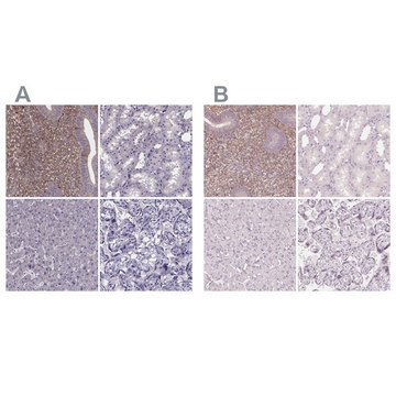 Anti-SFRP4 antibody produced in rabbit Prestige Antibodies&#174; Powered by Atlas Antibodies, affinity isolated antibody, buffered aqueous glycerol solution