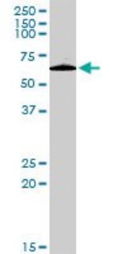 Anti-PLXDC1 antibody produced in rabbit purified immunoglobulin, buffered aqueous solution