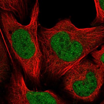 Anti-CUL4B antibody produced in rabbit Prestige Antibodies&#174; Powered by Atlas Antibodies, affinity isolated antibody