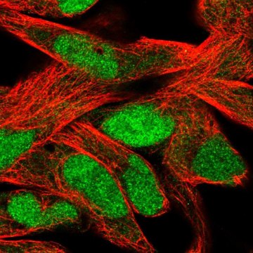 Anti-SLFN11 antibody produced in rabbit Prestige Antibodies&#174; Powered by Atlas Antibodies, affinity isolated antibody