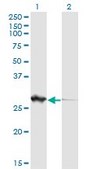 Monoclonal Anti-PGLS antibody produced in mouse clone 2D9, purified immunoglobulin, buffered aqueous solution