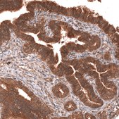 Monoclonal Anti-Yap1 Antibody Produced In Mouse Prestige Antibodies&#174; Powered by Atlas Antibodies, clone CL13628, affinity isolated antibody, buffered aqueous glycerol solution