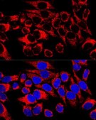 Anti-Hsp60 antibody produced in rabbit