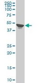 Monoclonal Anti-TPBG antibody produced in mouse clone 1B6, purified immunoglobulin, buffered aqueous solution