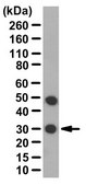 Anti-Aquaporin 4 Antibody Chemicon&#174;, from rabbit