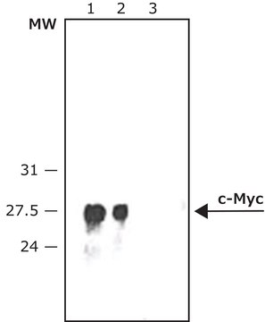 Anti-c-Myc&#8722;Peroxidase antibody produced in rabbit affinity isolated antibody, buffered aqueous solution