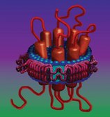 Membrane Scaffold Protein 1E3D1 recombinant, expressed in E. coli
