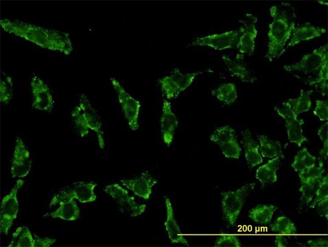 Monoclonal Anti-STAT3 antibody produced in mouse clone 4D6, purified immunoglobulin, buffered aqueous solution