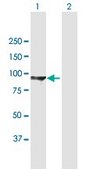 Anti-DLG3 antibody produced in mouse purified immunoglobulin, buffered aqueous solution