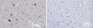 Anti-Prion Protein Antibody, clone 3D17 ZooMAb&#174; Rabbit Monoclonal recombinant, expressed in HEK 293 cells