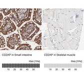 Anti-CD2AP antibody produced in rabbit Ab2, Prestige Antibodies&#174; Powered by Atlas Antibodies, affinity isolated antibody, buffered aqueous glycerol solution