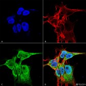 Monoclonal Anti-Protocadherin Gamma (Pan) antibody produced in mouse clone S159-5, purified immunoglobulin