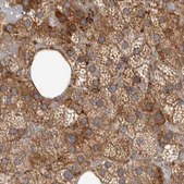 Anti-NUP43 antibody produced in rabbit Prestige Antibodies&#174; Powered by Atlas Antibodies, affinity isolated antibody, buffered aqueous glycerol solution, ab2