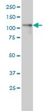Monoclonal Anti-PKD1L2 antibody produced in mouse clone 3F6, ascites fluid, solution