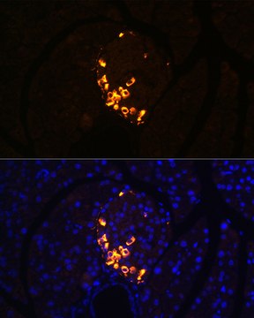Anti-GLP-2 Antibody, clone 3K3P5, Rabbit Monoclonal