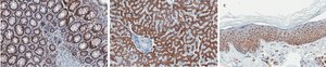 Anti-Stat3 Antibody, clone 4N11, ZooMAb&#174; Rabbit Monoclonal recombinant, expressed in HEK 293 cells