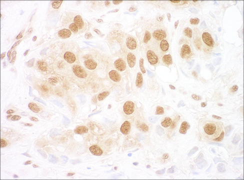 Rabbit anti-RuvBL2 Antibody, Affinity Purified Powered by Bethyl Laboratories, Inc.