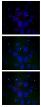 Anti-IFT88 Antibody serum, from rabbit