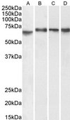 Anti-IGF2BP1 antibody produced in goat affinity isolated antibody, buffered aqueous solution