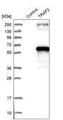 Anti-TRAF2 antibody produced in rabbit Ab1, Prestige Antibodies&#174; Powered by Atlas Antibodies, affinity isolated antibody, buffered aqueous glycerol solution