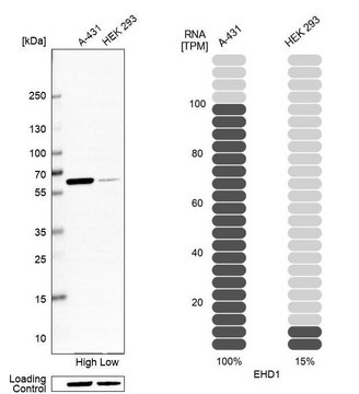 Anti-EHD1 antibody produced in rabbit Prestige Antibodies&#174; Powered by Atlas Antibodies, affinity isolated antibody