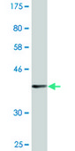 Monoclonal Anti-ALLC antibody produced in mouse clone 3D3, purified immunoglobulin, buffered aqueous solution