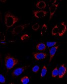 Anti-Hsp60 antibody produced in rabbit