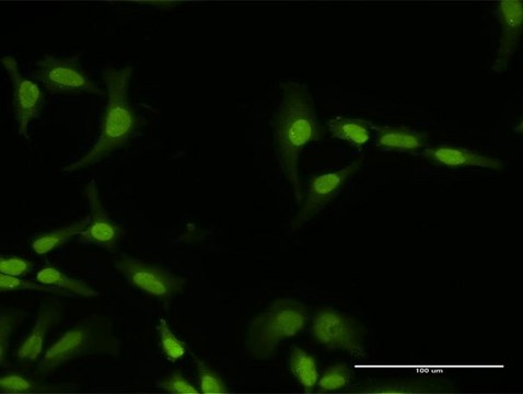 Anti-PI4K2A antibody produced in rabbit purified immunoglobulin, buffered aqueous solution