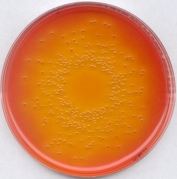 GranuCult&#174; plus Deoxycholate lactose agar for coliforms, suitable for microbiology