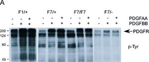 Anti-Phosphotyrosine Antibody, clone 4G10&#174; clone 4G10®, Upstate&#174;, from mouse