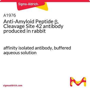 Anti-Amyloid Peptide &#946;, Cleavage Site 42 antibody produced in rabbit affinity isolated antibody, buffered aqueous solution