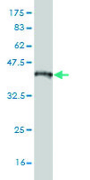 Monoclonal Anti-NEK2 antibody produced in mouse clone 1C8, purified immunoglobulin, buffered aqueous solution