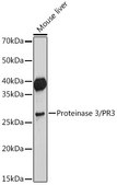 Anti-Proteinase 3/PR3 Antibody, clone 3I3M1, Rabbit Monoclonal