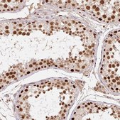 Anti-POLD3 antibody produced in rabbit Prestige Antibodies&#174; Powered by Atlas Antibodies, affinity isolated antibody, buffered aqueous glycerol solution