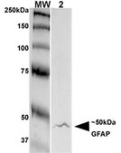 Monoclonal Anti-Lar/Ptprf - Atto 594 antibody produced in mouse clone S165-38, purified immunoglobulin