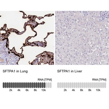 Anti-SFTPA1 antibody produced in rabbit Prestige Antibodies&#174; Powered by Atlas Antibodies, affinity isolated antibody, buffered aqueous glycerol solution