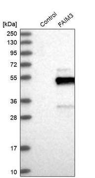 Anti-FCMR antibody produced in rabbit Prestige Antibodies&#174; Powered by Atlas Antibodies, affinity isolated antibody, buffered aqueous glycerol solution