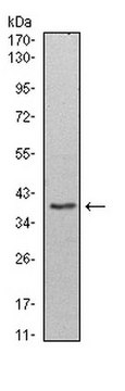 Anti-WDR5 Antibody, clone 7B11 ascites fluid, clone 7B11, from mouse