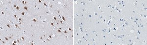 Anti-NOVA2 Antibody, clone 2J16 ZooMAb&#174; Rabbit Monoclonal recombinant, expressed in HEK 293 cells