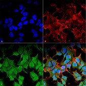 Monoclonal Anti-Kir6.1-Horseradish Peroxidase antibody produced in mouse clone S366-60