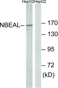 Anti-NBEAL1 antibody produced in rabbit affinity isolated antibody
