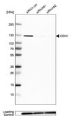 Monoclonal Anti-CDH1 antibody produced in mouse Prestige Antibodies&#174; Powered by Atlas Antibodies, clone CL1172, purified immunoglobulin, buffered aqueous glycerol solution