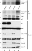 Anti-Cyclin A Antibody Upstate&#174;, from rabbit
